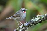 Siberian Rubythroat